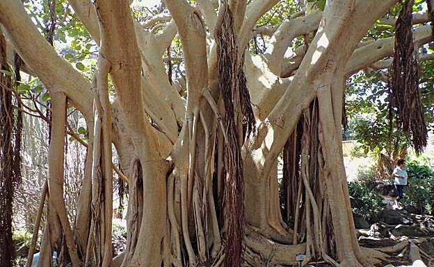 Este ficus de Socotra que crece en el Jardín Canario es otro de los ejemplares seleccionados. 