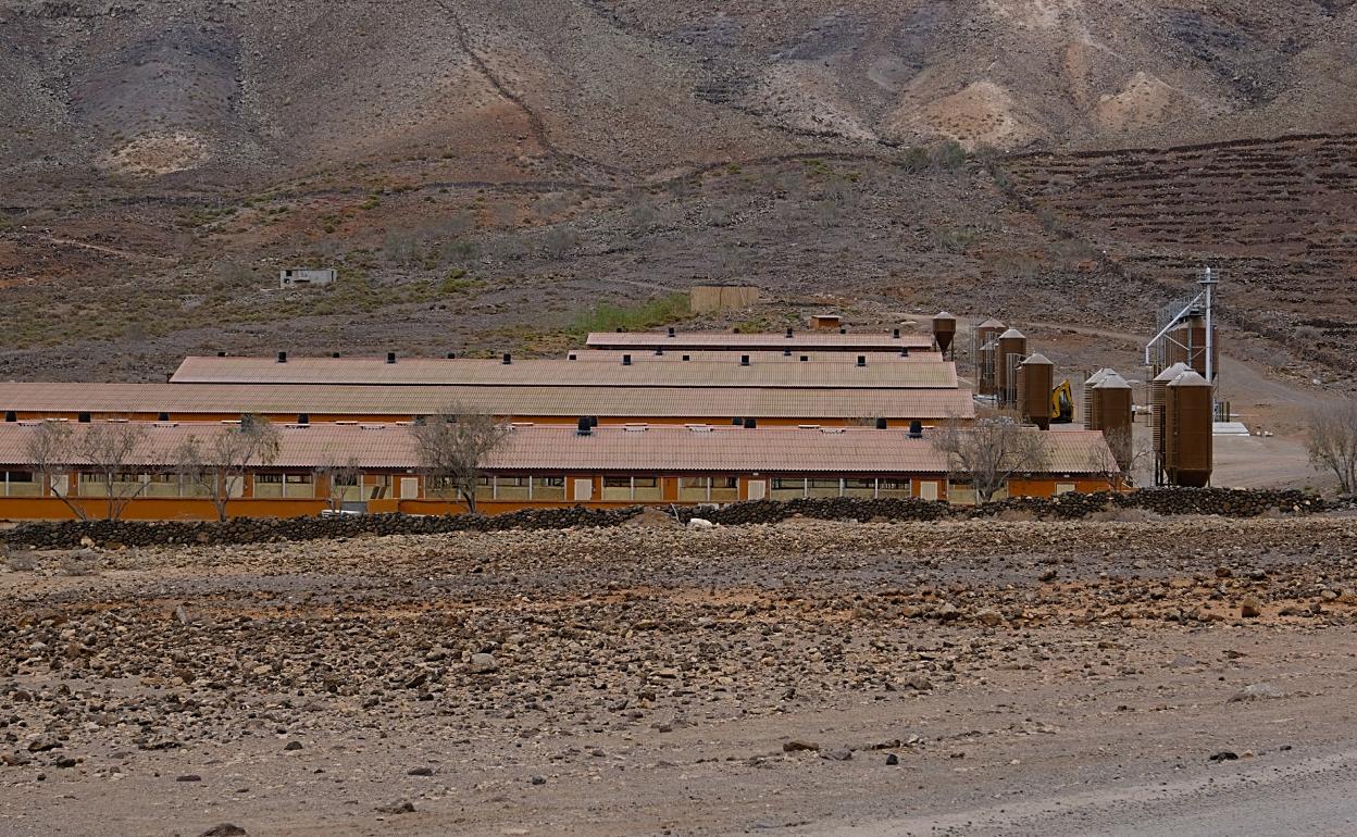 La granja porcina se levanta en el barranco de Goroy, en el municipio capitalino. 