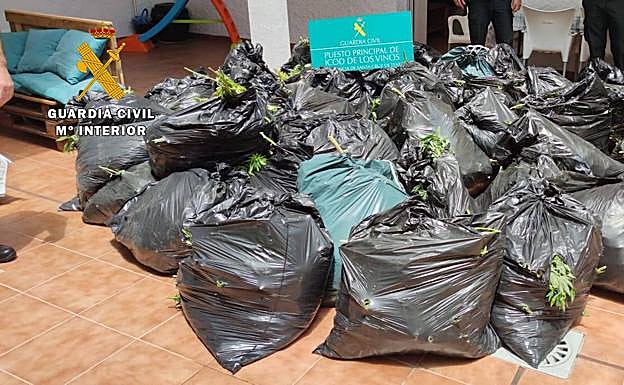 Hallan más de 1.000 plantas de marihuana en el norte de Tenerife