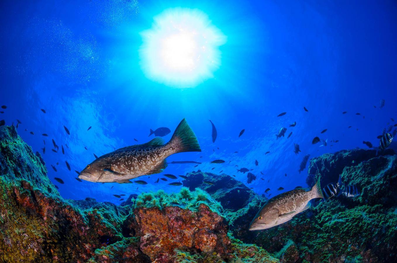 Baja Bocarones (El Hierro)