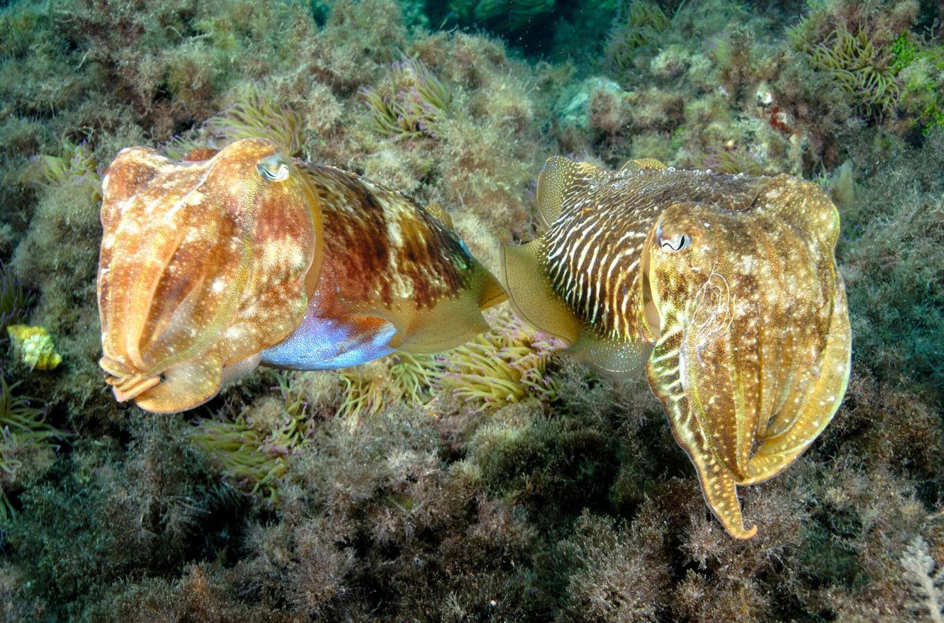 Playa Grande - Las Canteras (Gran Canaria)