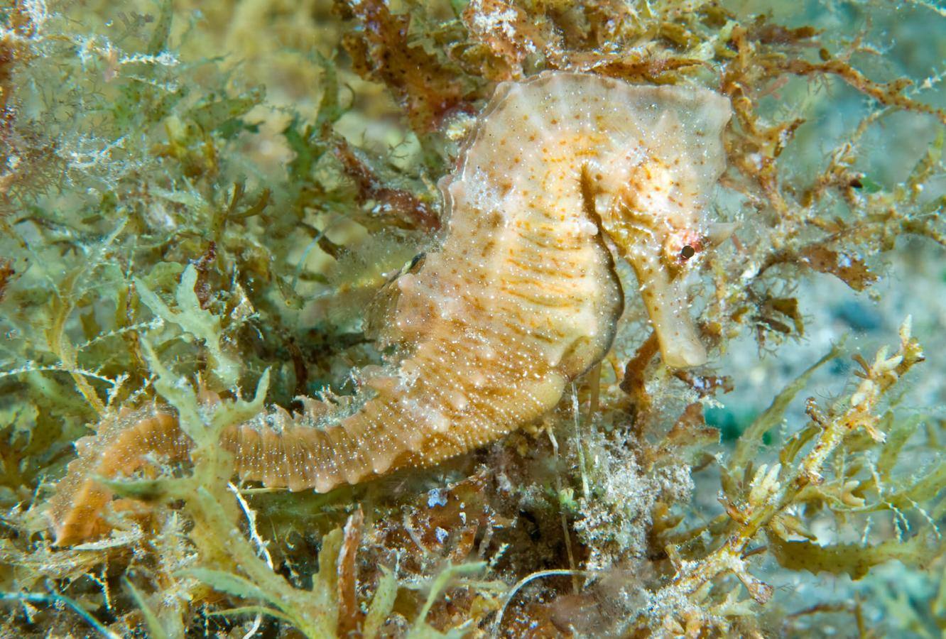 El Jablito (Fuerteventura)