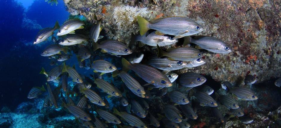 La Burrera - Chinijo (Lanzarote)