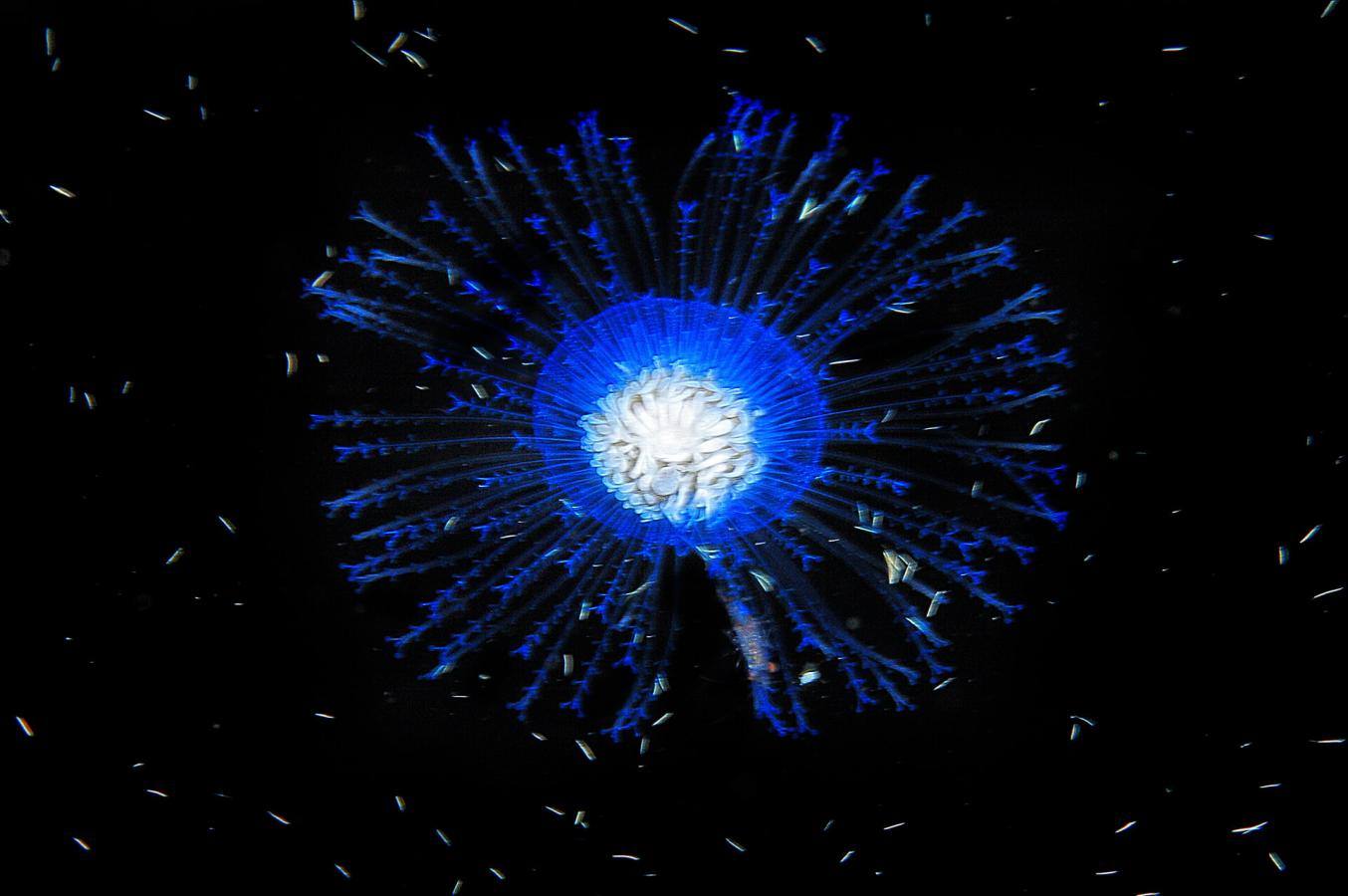 Muelle de La Restinga (El Hierro)