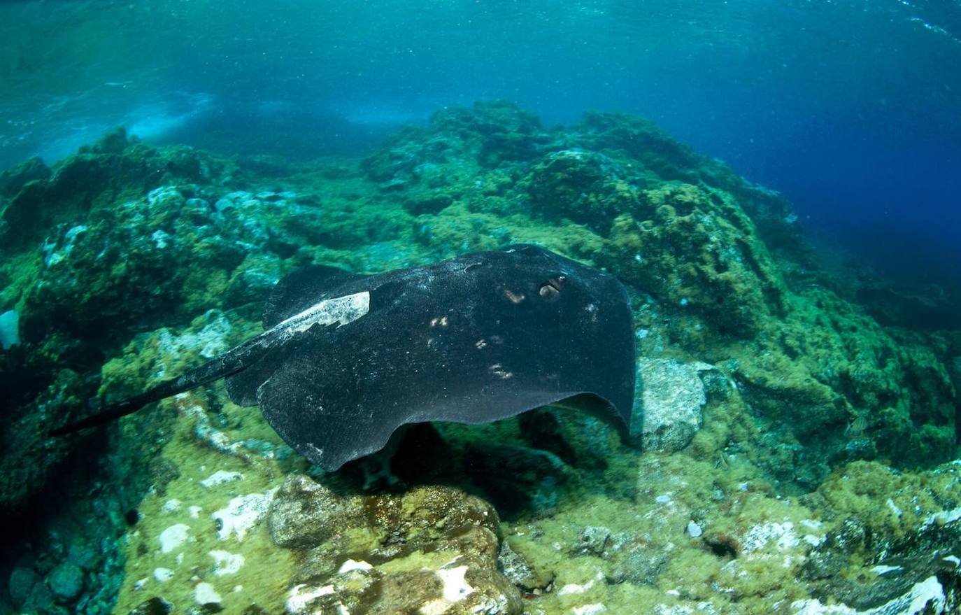 Risco Verde (Gran Canaria)