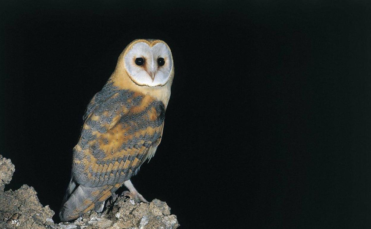 Destinan cerca de 15.500 euros a actuaciones de conservación de la lechuza canaria oriental