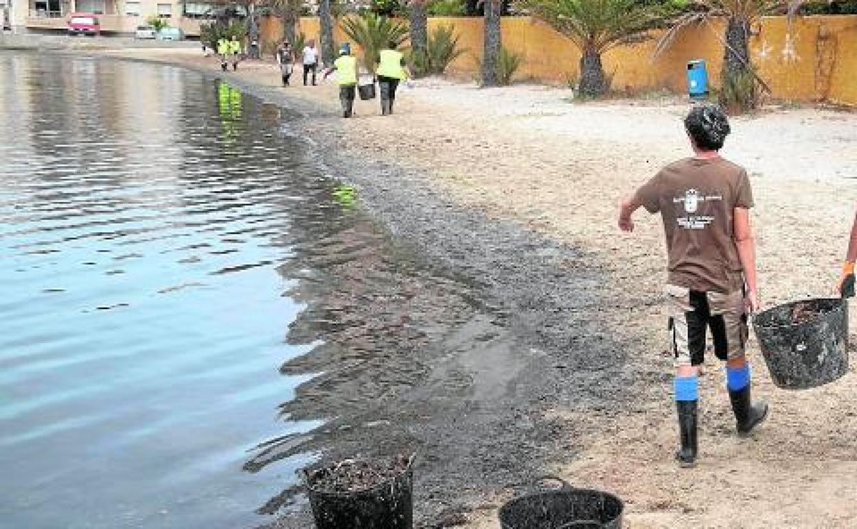 Operarios de limpieza del Ayuntamiento de Cartagena y de la Comunidad retiran, ayer, cubos llenos de peces y algas junto a la gola de Marchamalo. 