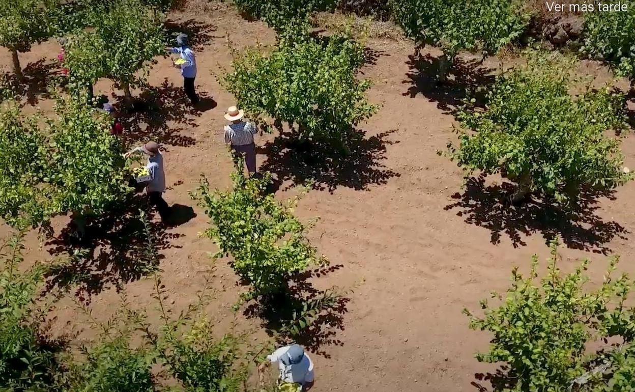 Un grupo de agricultores recoge ciruelas en una plantación de Medianías de este frutal templado. 