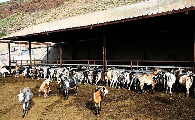 Explotación ganadera de caprino en Los Corralillos, en Agúimes. 