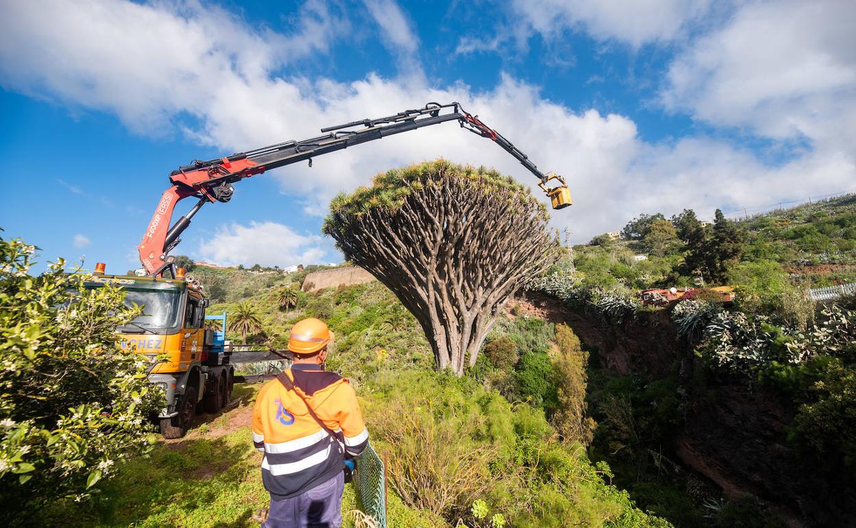 Trabajos de tratamiento fitosanitario del drago de Barranco Alonso, en Santa Brígida. 