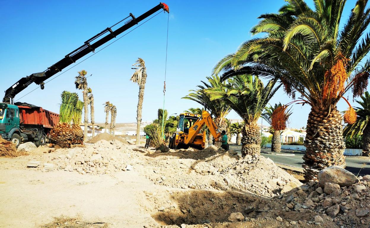 Actividad de traslado de árboles durante esta semana. 