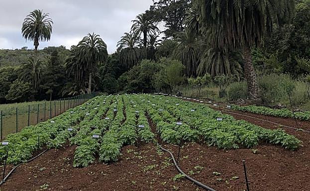 El ensayo comparativo de variedades de papas se desarrolló en la finca de Osorio de Teror. 