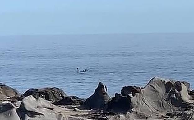 Un grupo de delfines sorprende a los bañistas en El Puertillo