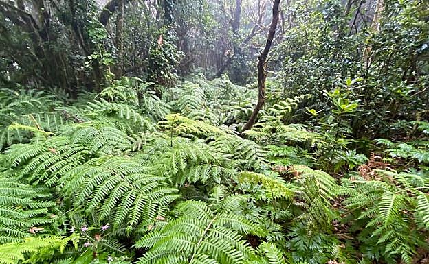 Imagen principal - Un paseo por un &#039;bosque encantado&#039;