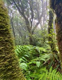 Imagen secundaria 2 - Un paseo por un &#039;bosque encantado&#039;