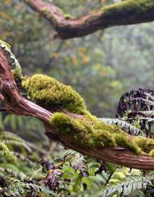 Imagen secundaria 2 - Un paseo por un &#039;bosque encantado&#039;