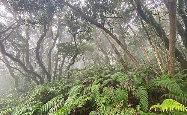 Imagen principal - Un paseo por un &#039;bosque encantado&#039;