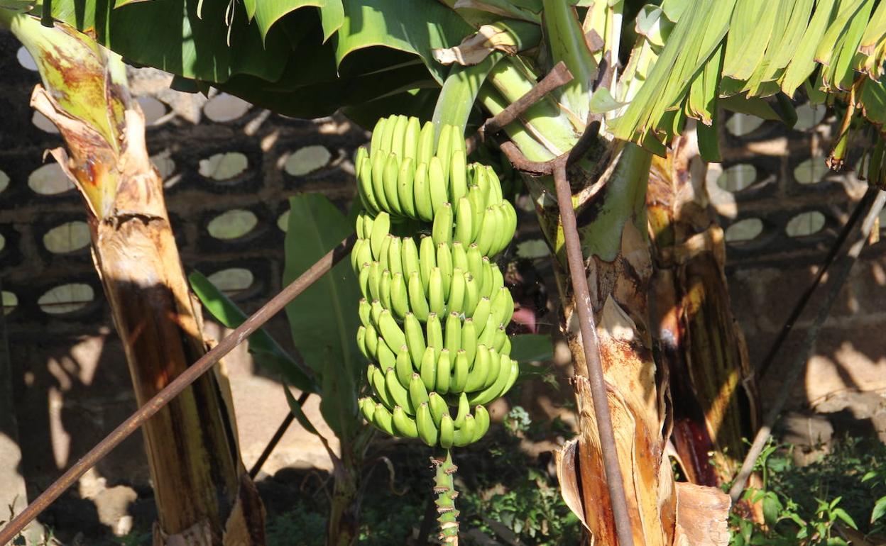 El Gobierno canario convoca la ayuda a los productores de plátano con IGP