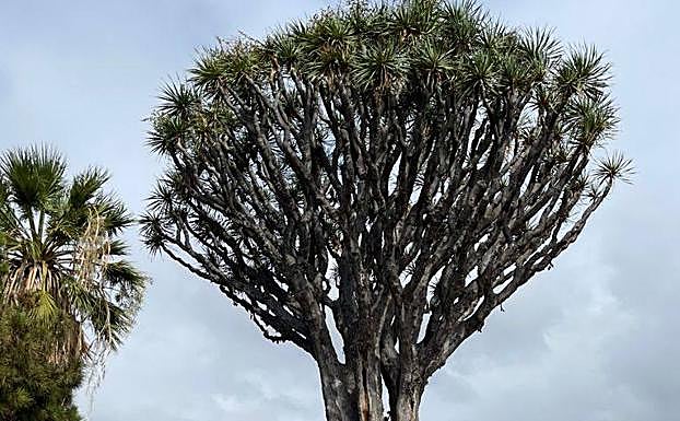 Imagen del drago de Luis Verde, en Valsequillo. 