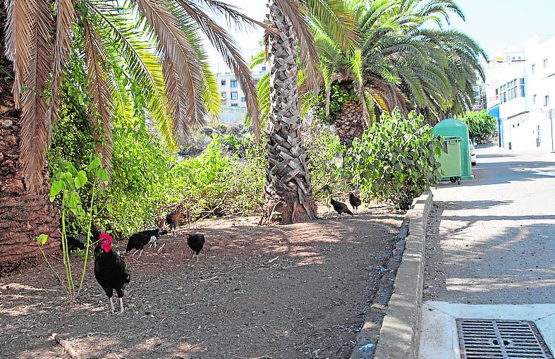Las gallinas dividen el barrio