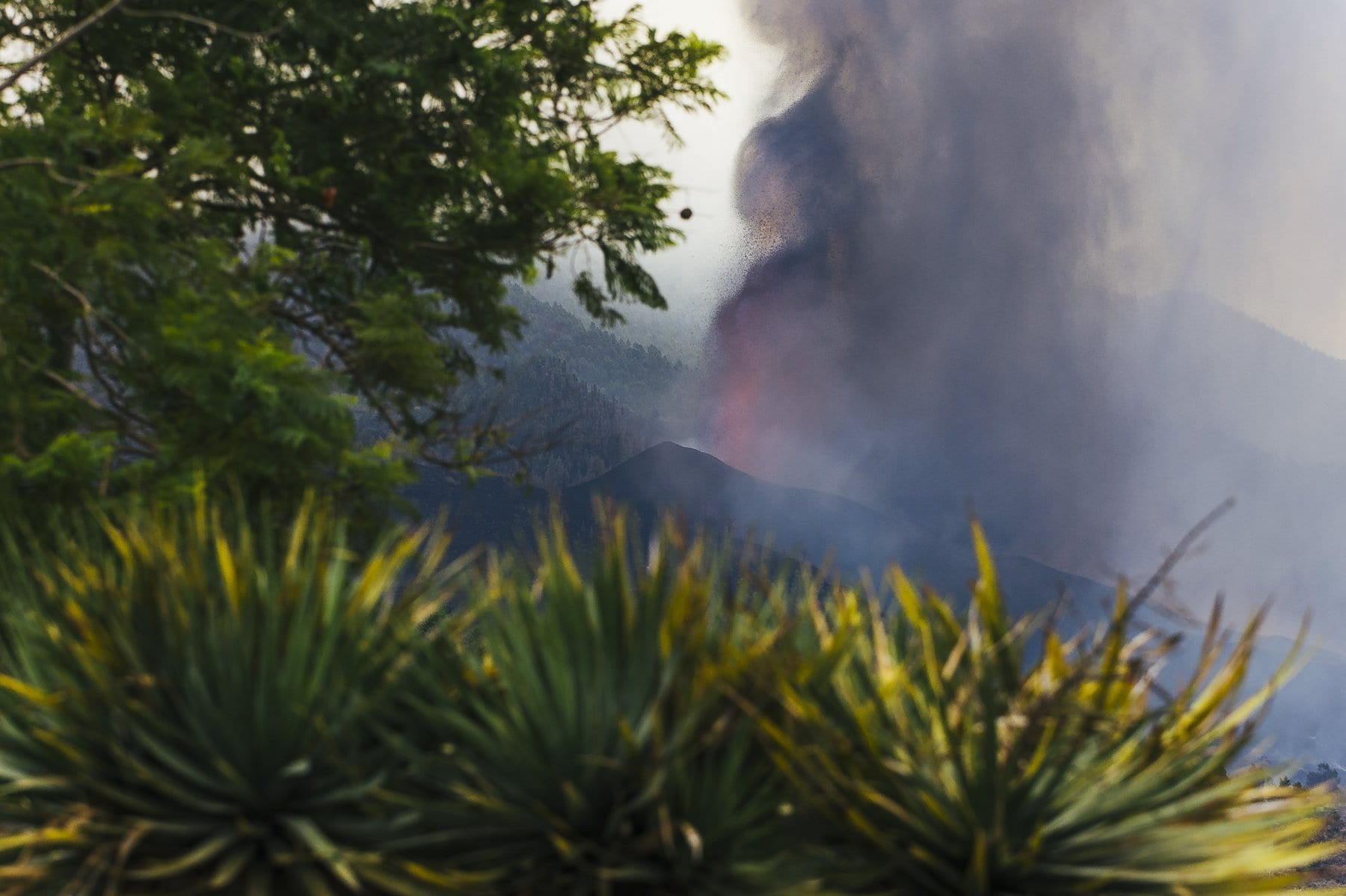 La lava amenaza 400 hectáreas de cultivo en Los Llanos de Aridane, casi todo de plataneras. 