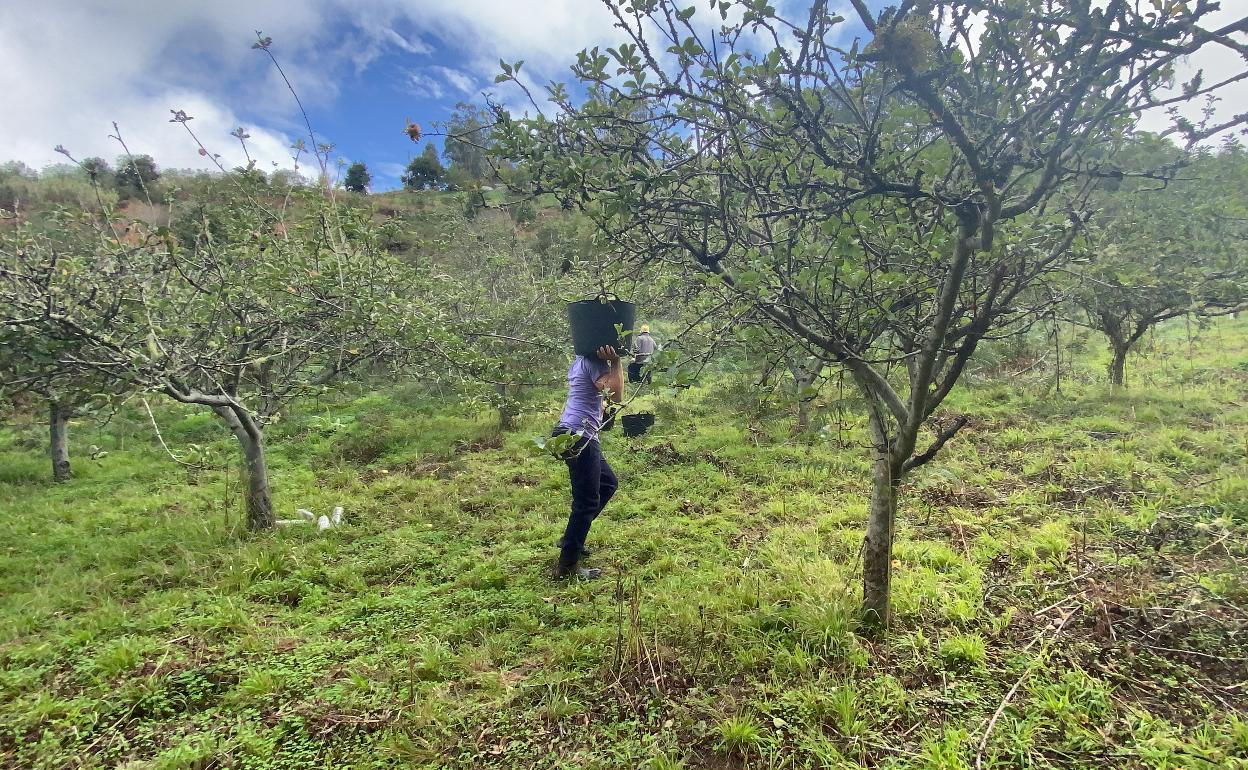 Los lagares de Valleseco han comenzado la campaña de recepción de manzanas. 