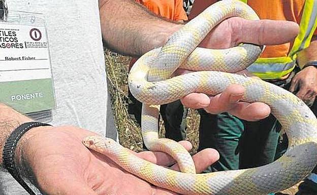 Capturan un 40% más de culebras reales de California en Gran Canaria