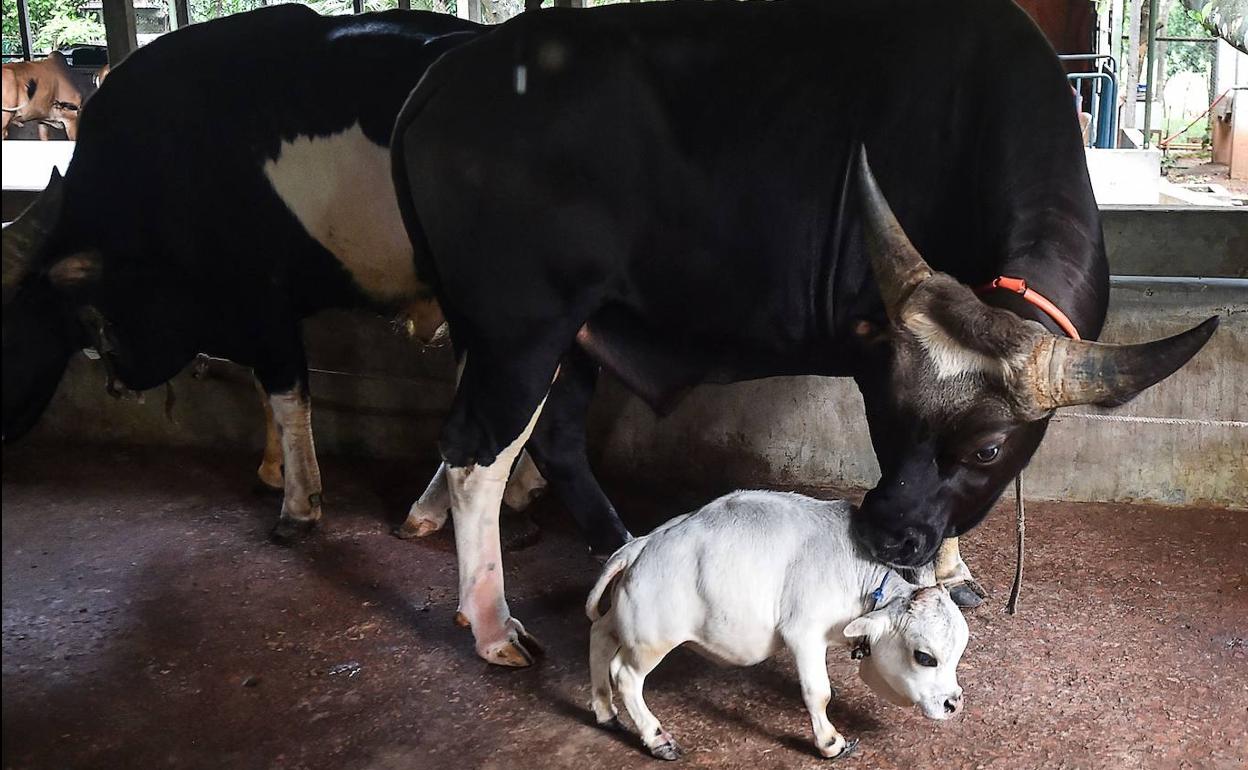 Rani, junto a una vaca de tamaño normal.