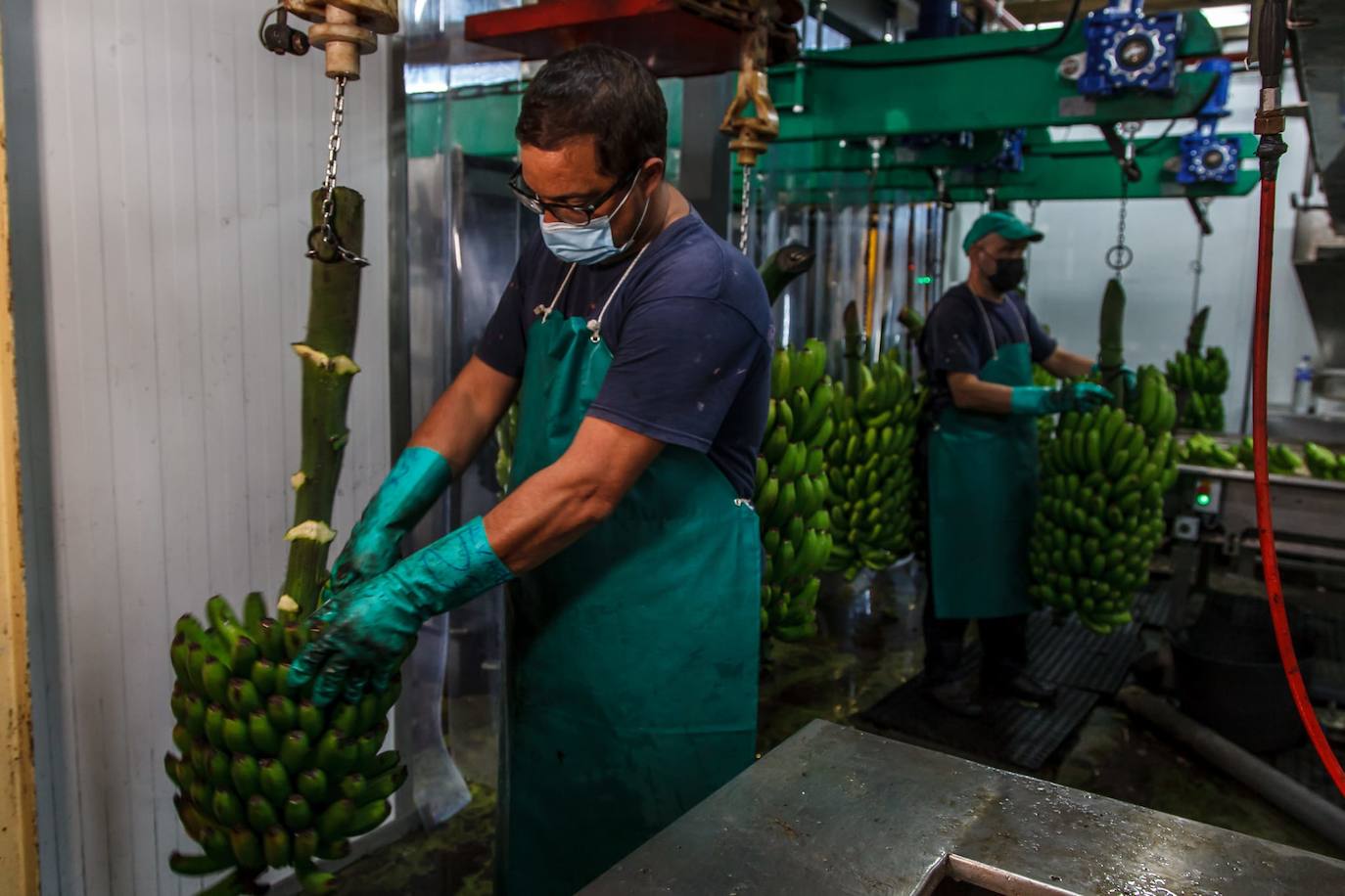 Fotos: Los productores de plátano rescatan con mucho trabajo parte de la producción