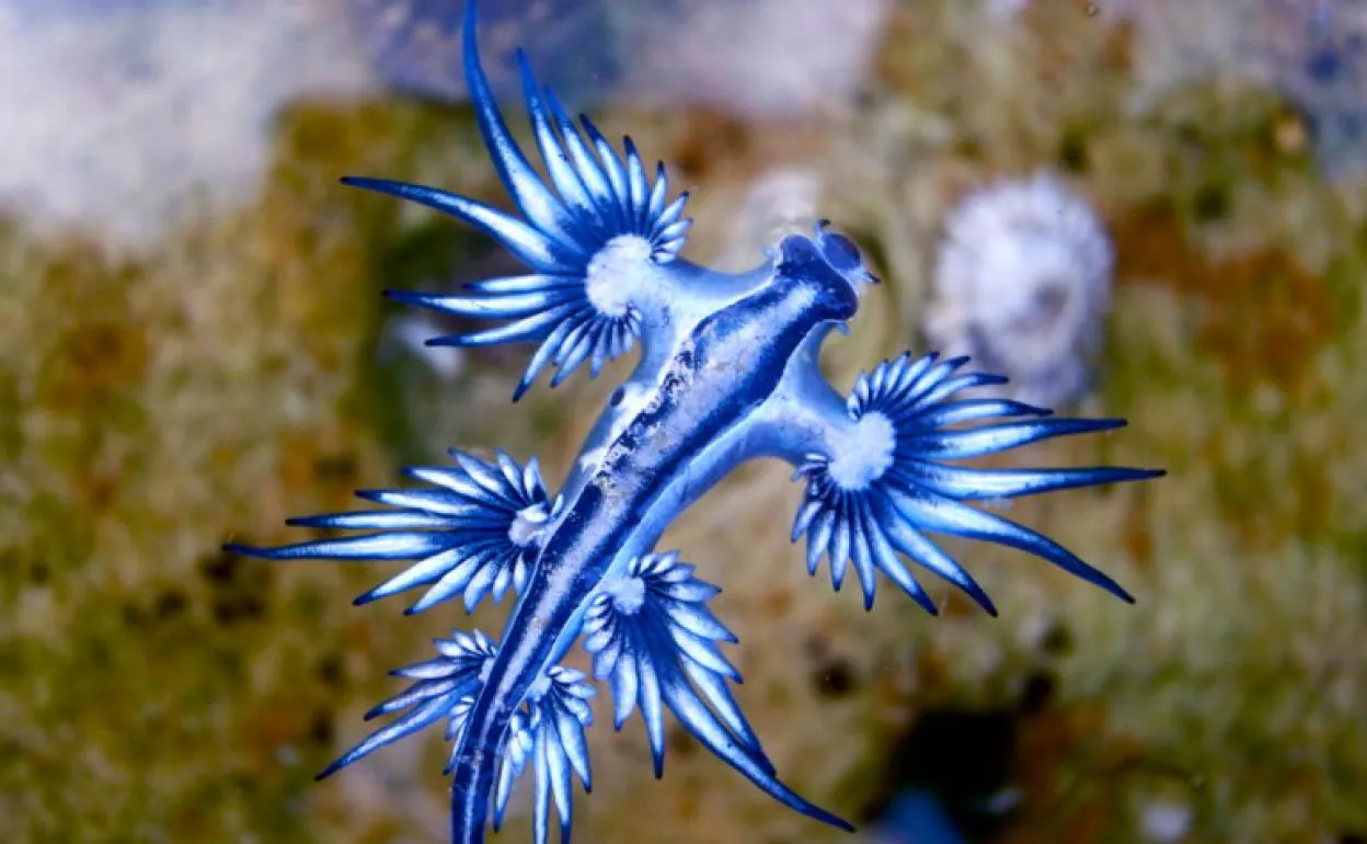 Imagen de archivo de un dragón azul o mariposa de mar. 