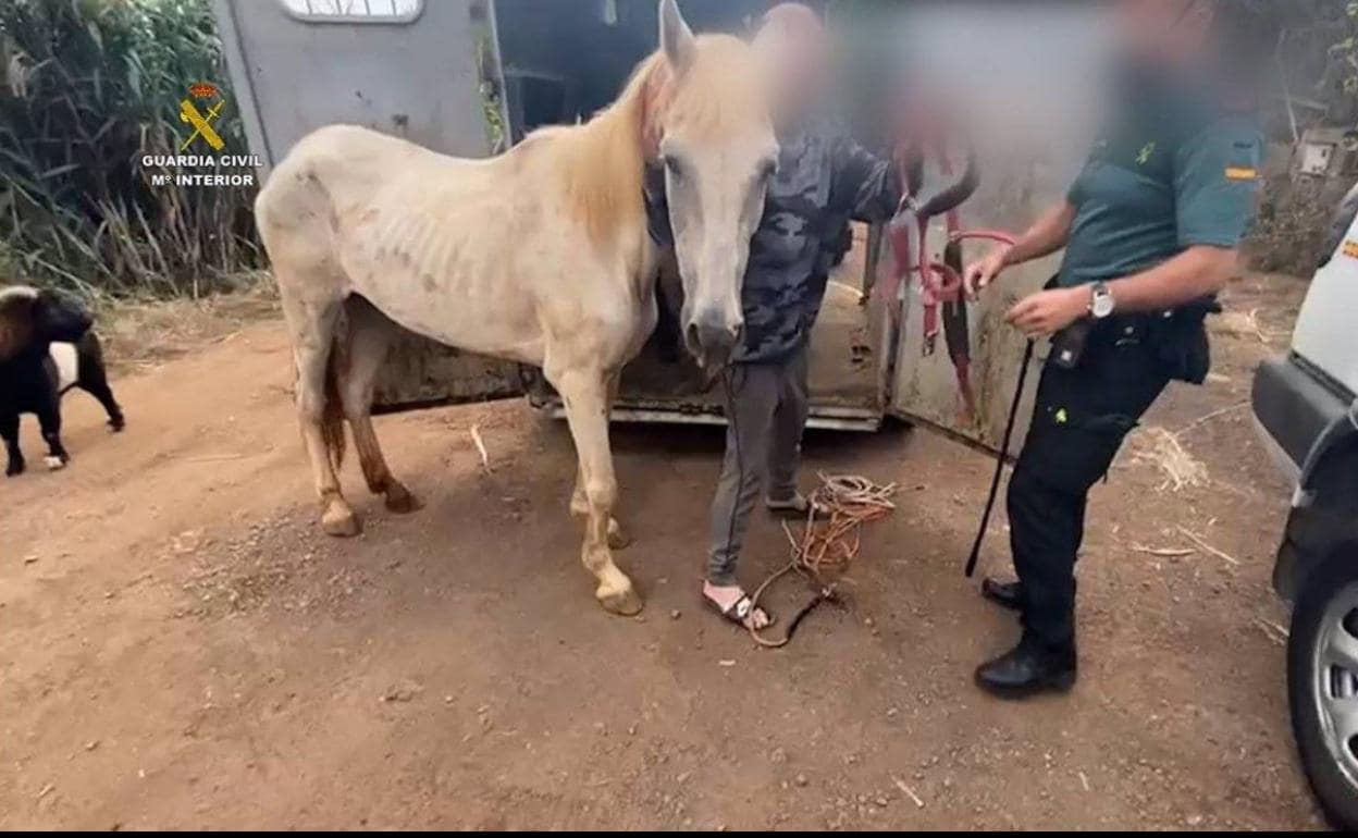 Caballo en mal estado rescatado por el Seprona. 