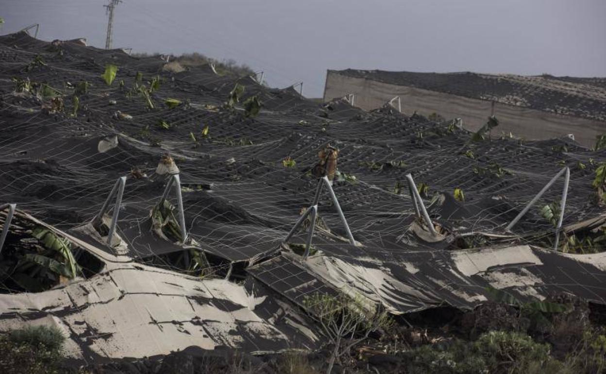 Finca de plataneras destruida por las cenizas del volcán / 