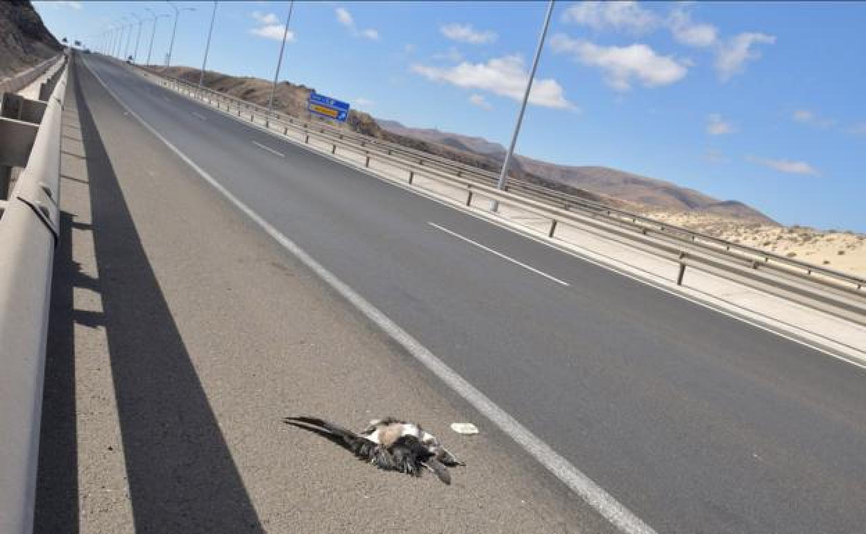 Un pollo de pardela, el lunes por la mañana en el arcén de la autovía que conduce al aeropuerto a la altura del barranco de Río Cabras. 