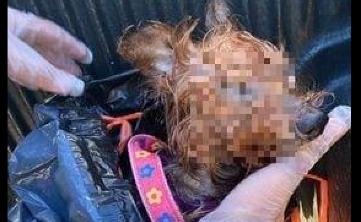 Buscan a los dueños de un perro que murió atado a una roca