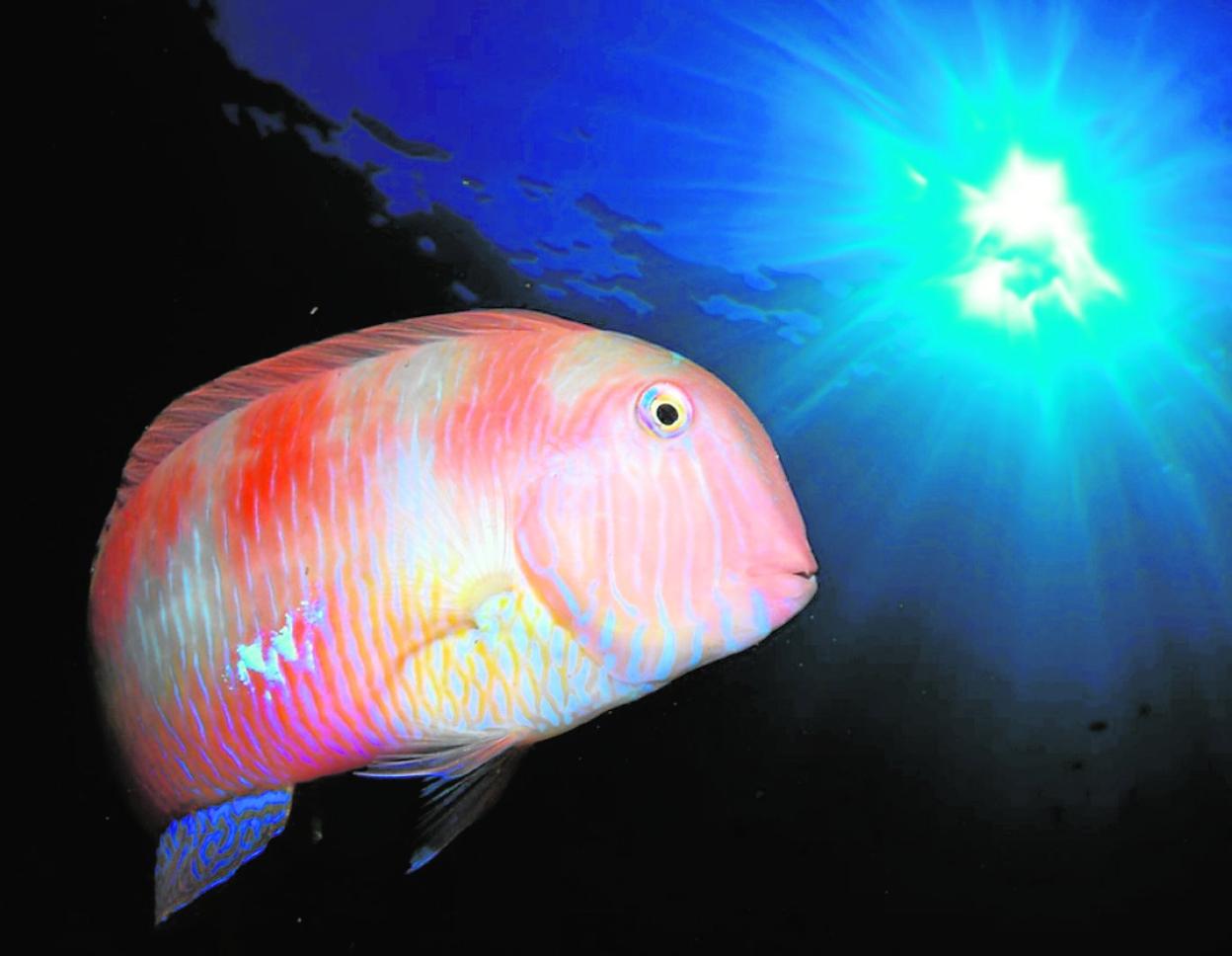 Fondos marinos de premio