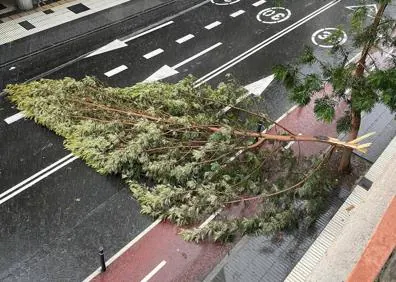 Imagen secundaria 1 - La lluvia tumba un árbol en Primero de Mayo