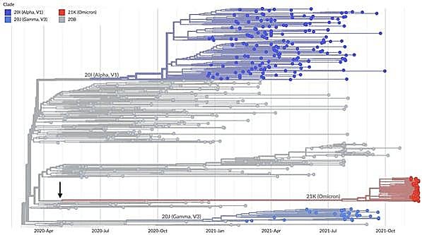 Análisis filogenético de la nueva variante. Trevor Bedford