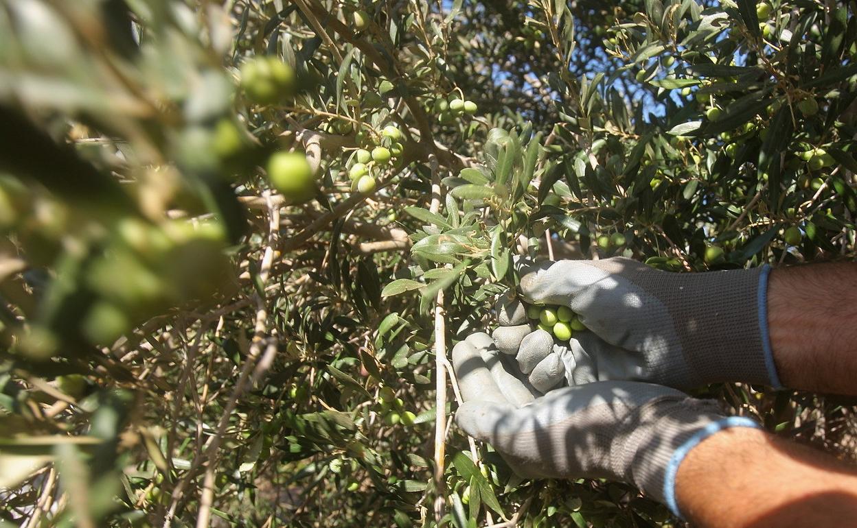 Recogida de aceitunas en olivos del sureste de la isla. 
