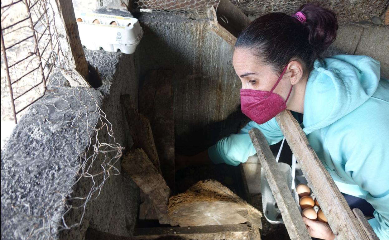 Jasmina recoge los huevos de las gallinas. 
