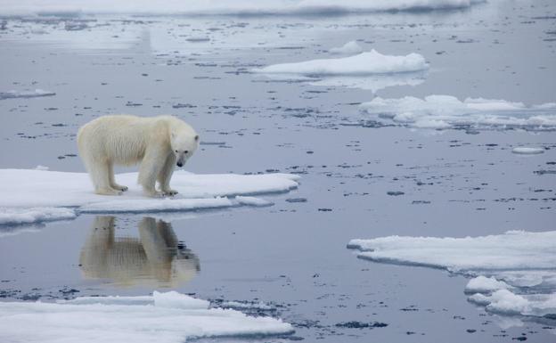 Un oso polar sobre un trozo de hielo en descomposición. 