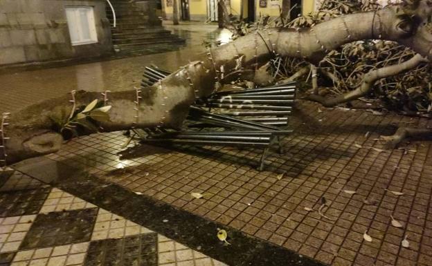 Imagen principal - Cae la rama de un árbol en la plaza Hurtado de Mendoza