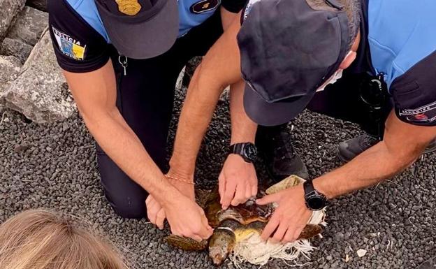 Rescatada una tortuga herida con síntomas de desnutrición en Arrecife 
