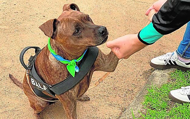 Un perro en un parque de la capital grancanaria. 