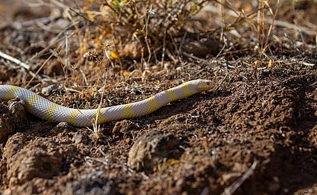 Un ejemplar de serpiente real de California. 