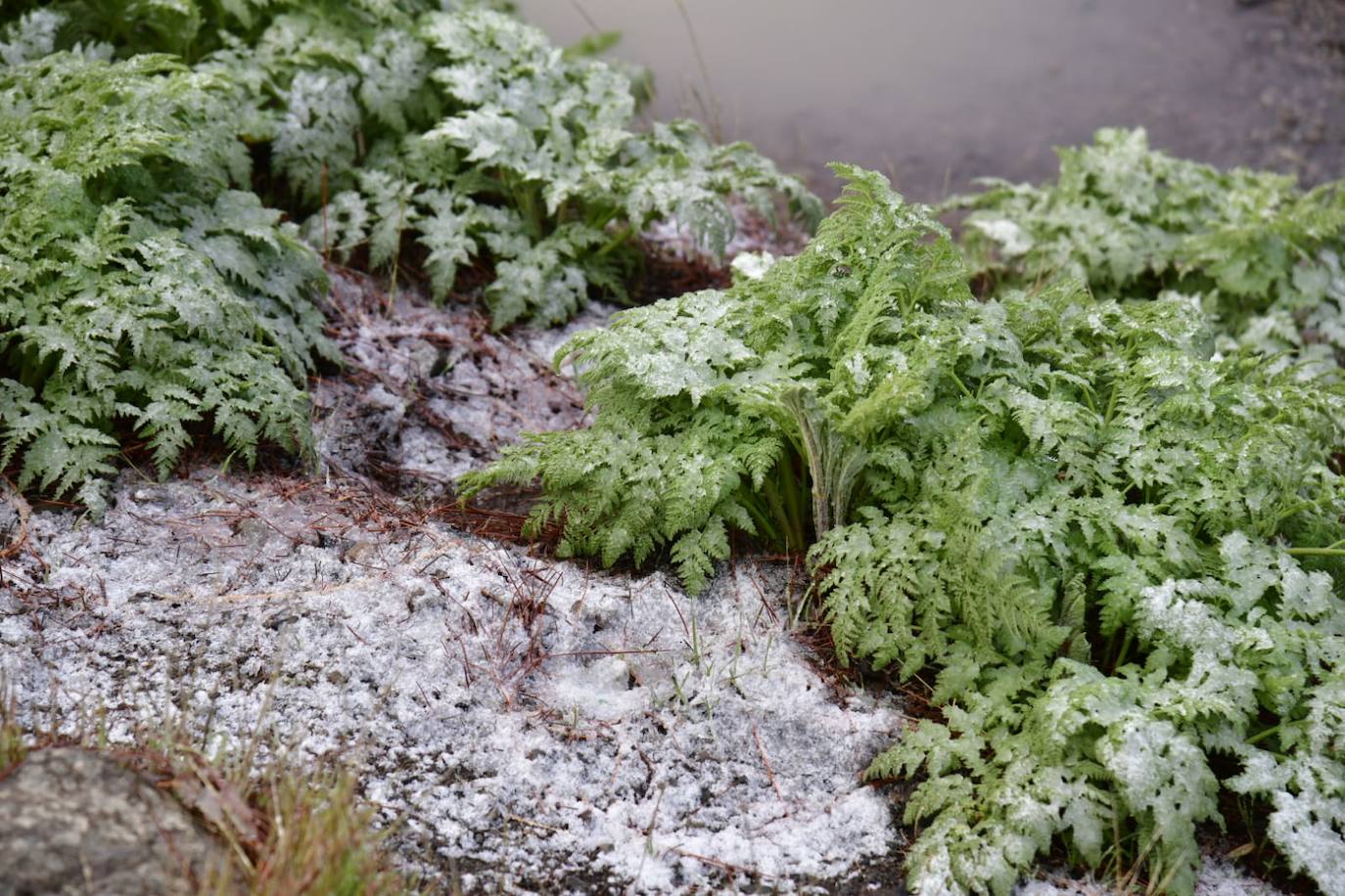 Fotos: Agua nieve en la cumbre de Gran Canaria