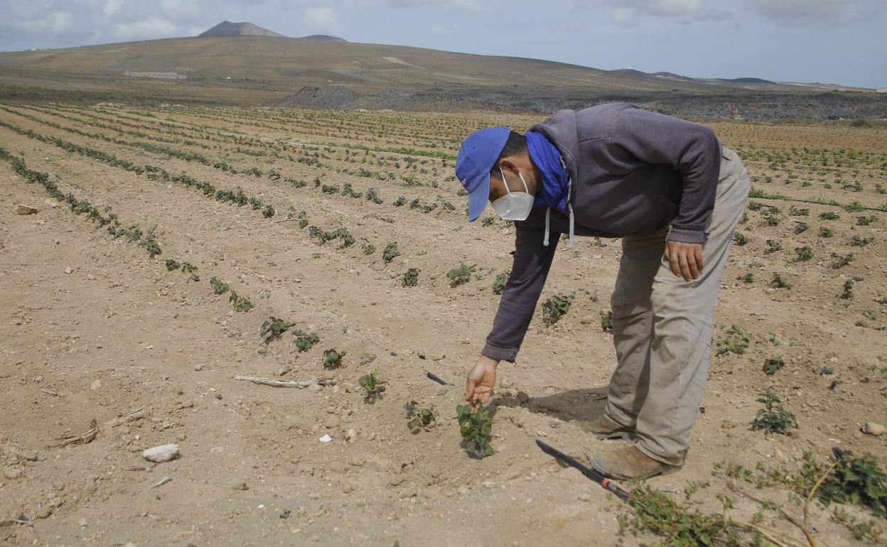 Finca en Teguise. 