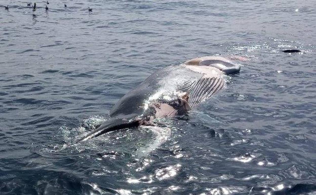Un cadáver de cetáceo de doce metros afecta a una ruta de Fred Olsen