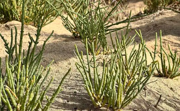 Una de las plantas halofilas que crecen en El Saladar de Jandía. 