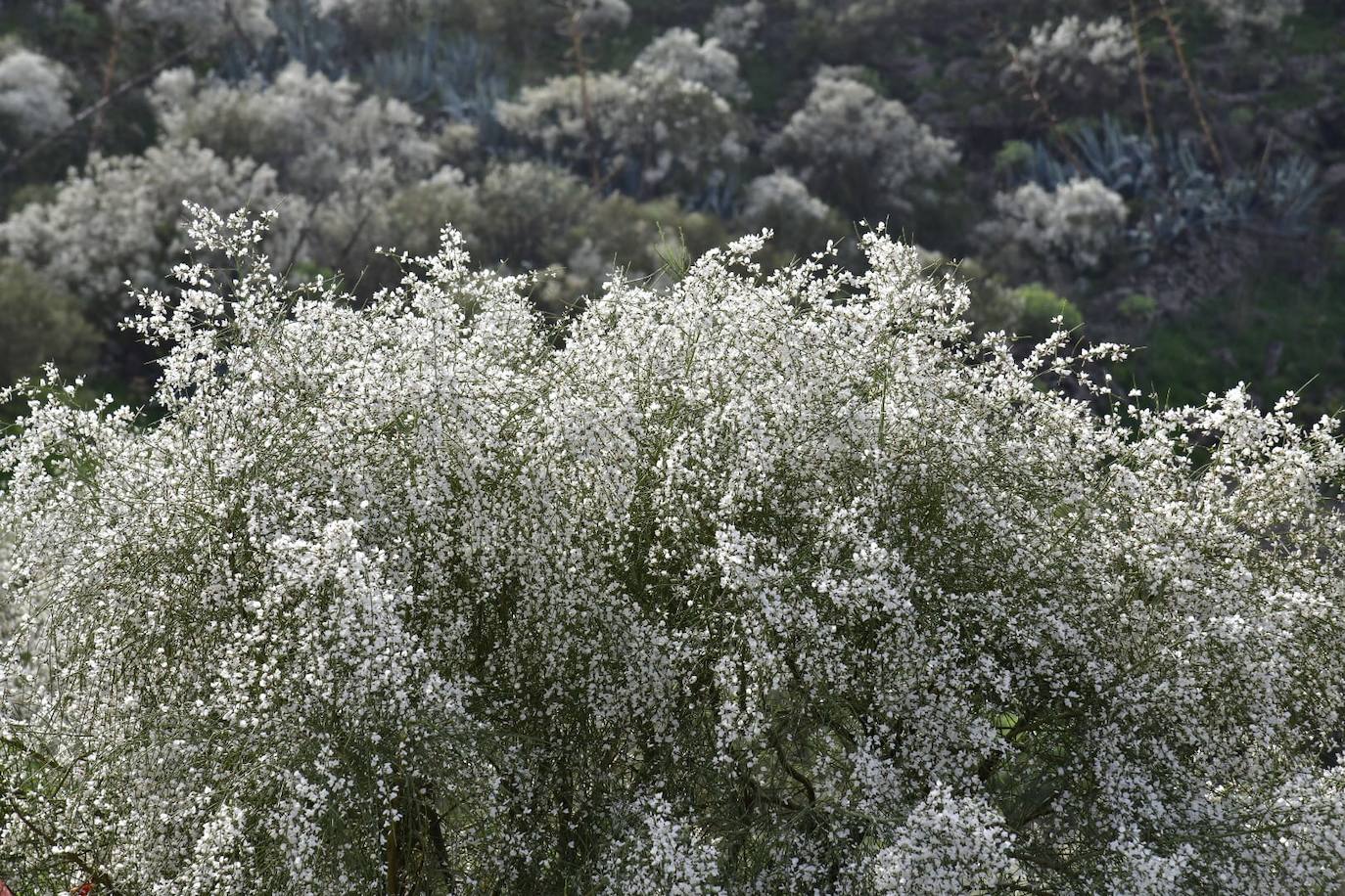 Las retamas blancas también aportan un olor agradable.