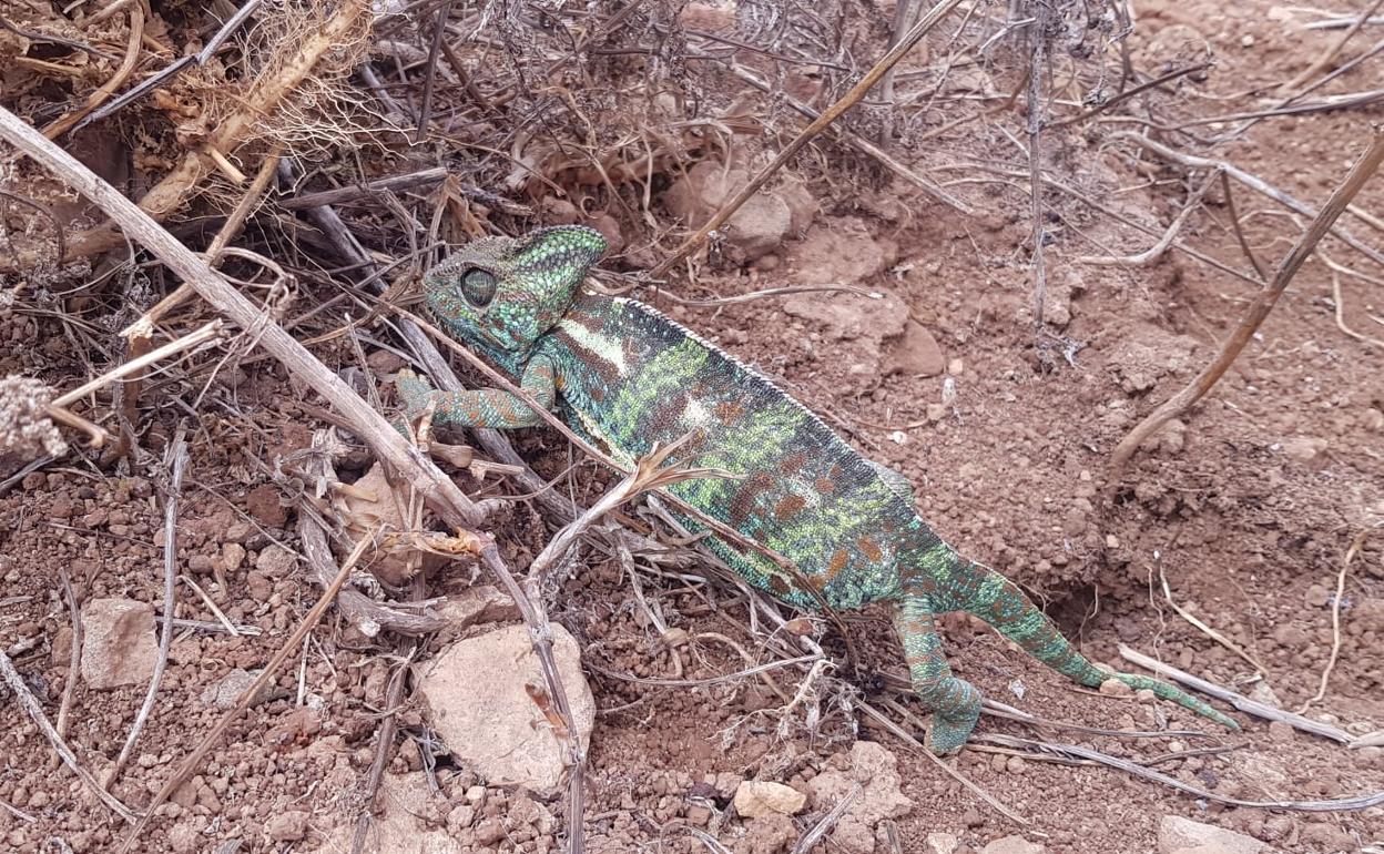 Se pide la colaboración ciudadana para erradicar al camaleón de Yemen . 